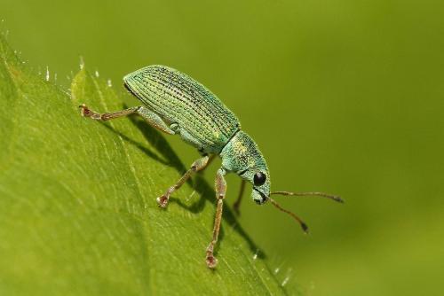 Macro-Aufnahmen-shootings-image-Bilder-Fotograf-01