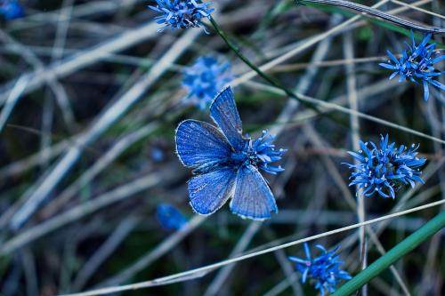 Macro-Aufnahmen-shootings-image-Bilder-Fotograf-02