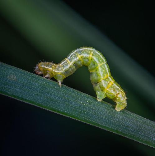 Macro-Aufnahmen-shootings-image-Bilder-Fotograf-19