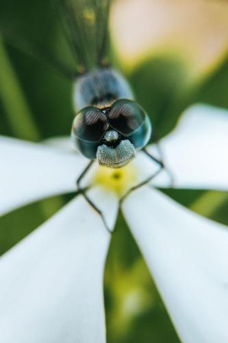 Macro-Aufnahmen-shootings-image-Bilder-Fotograf-26