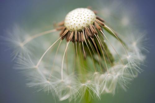 Macro-Aufnahmen-shootings-image-Bilder-Fotograf-41